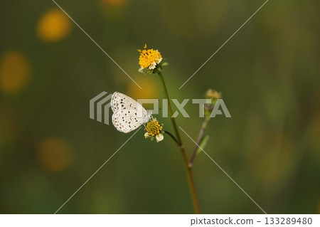 灰蝶科蝴蝶 133289480