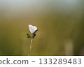 A Lycaenidae butterfly 133289483