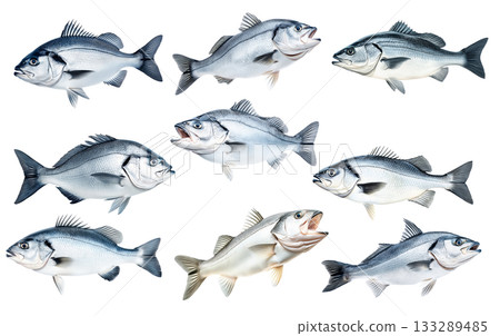Set of Silver sea bass fish isolated on white transparent background, showcasing its shiny scales and natural texture Set of Silver sea bass fish isolated on white transparent background, showcasing its shiny scales and natural texture 133289485
