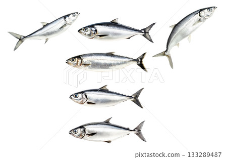Set of sardine fish with detailed scales and fins isolated on white transparent background, symbolizing seafood 133289487