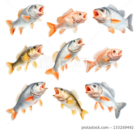 Set of Golden Perch fish with open mouth, detailed fins and scales isolated on white transparent background. Set of Golden Perch fish with open mouth, detailed fins and scales isolated on white transparent background. 133289492