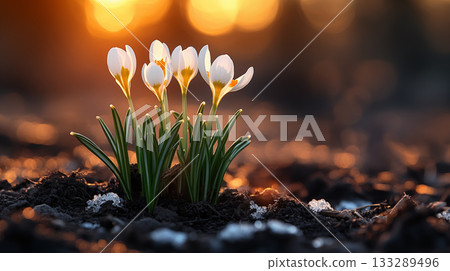 White crocuses emerging through snow, heralding spring arrival 133289496