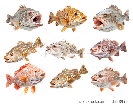 Set of Grouper fish with white spots and intricate fin details isolated on white background, concept of wildlife 133289501