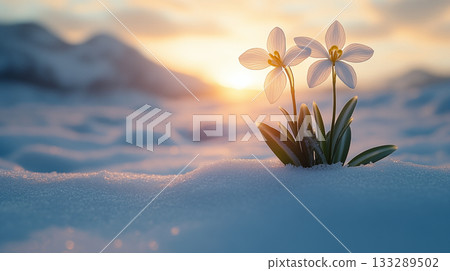 White flowers blooming in snow at sunrise, symbol of resilience 133289502