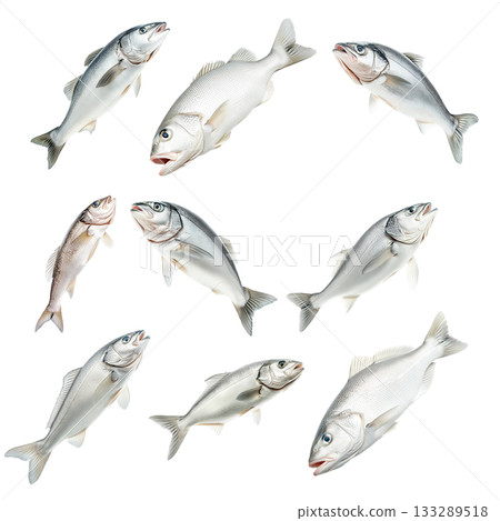 Set of Haddock fish isolated on white transparent background, concept of marine life 133289518