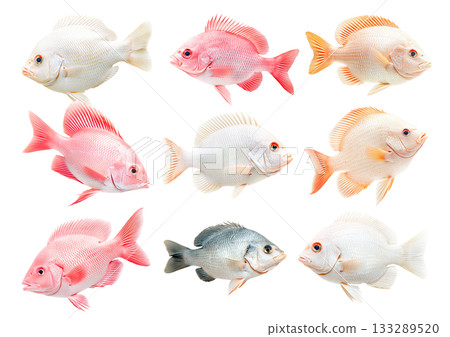 Set of orange and white Tilapia fish with detailed scales and fins isolated on white transparent background 133289520