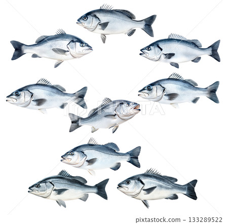 Set of Silver sea bass fish isolated on white transparent background, showcasing its shiny scales and natural texture 133289522