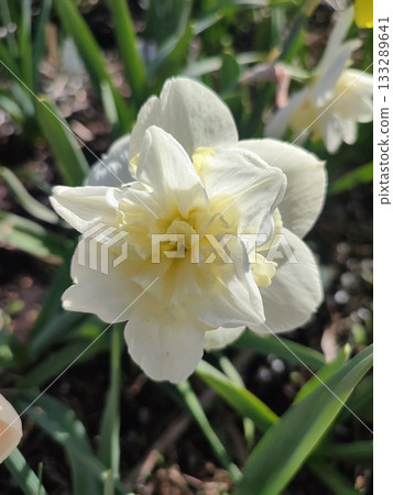 Blooming narcissus flower variety Amira close-up. Blooming daffodil flower with white petals in inflorescence with green leaves growing in ground on sunny spring day. Agricultural farming 133289641