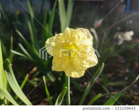 Blooming daffodil flower Sunny Side Up on spring evening. Yellow petals of narcissus collected in an inflorescence on green stem with leaves illuminated by rays of evening sun. Blooming daffodil flower Sunny Side Up on spring evening. Yellow petals of narcissus collected in an inflorescence on green stem with leaves illuminated by rays of evening sun. 133289642