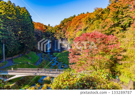 [Shizuoka Prefecture] Shiraito Falls and Autumn Foliage 133289787