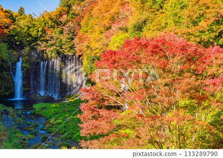 [Shizuoka Prefecture] Shiraito Falls and Autumn Foliage 133289790