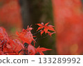 Autumn leaves of red maple 133289992