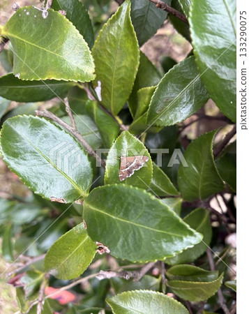 White-eared snake 133290075