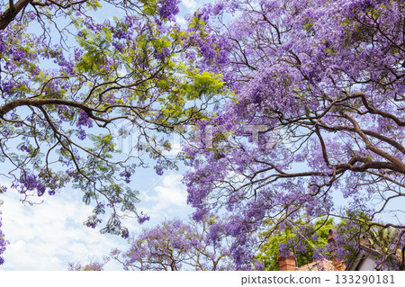 Jacaranda Trees in Sydney Australia 133290181