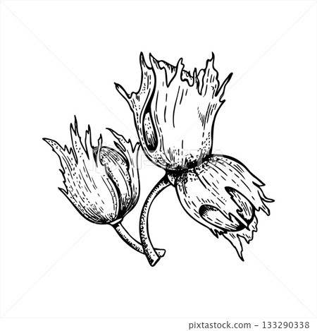 Three hazelnuts on stem bouquet monochrome vector illustration painted by black inks. Etching drawing of immature nuts in shell. Healthy nut pods for packaging, culinary recipe, product design. Three hazelnuts on stem bouquet monochrome vector illustration painted by black inks. Etching drawing of immature nuts in shell. Healthy nut pods for packaging, culinary recipe, product design. 133290338
