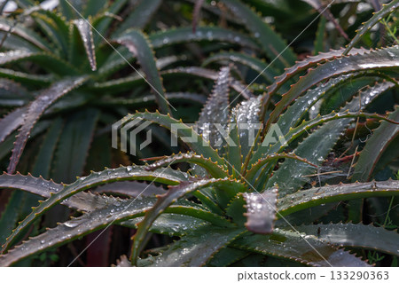 Close view of aloe arborescens with dew drops on textured spiky leaves in morning sunlight Close view of aloe arborescens with dew drops on textured spiky leaves in morning sunlight 133290363