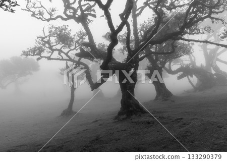 Monochrome view of Fanal forest with mossy trunks creating dark silhouettes in dense fog 133290379