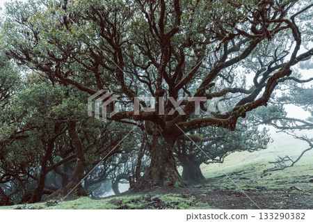 Twisted laurel trees of Fanal forest Madeira shrouded in fog and glowing in gentle light Twisted laurel trees of Fanal forest Madeira shrouded in fog and glowing in gentle light 133290382