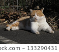 一隻貓在陽光下放鬆休息 133290431