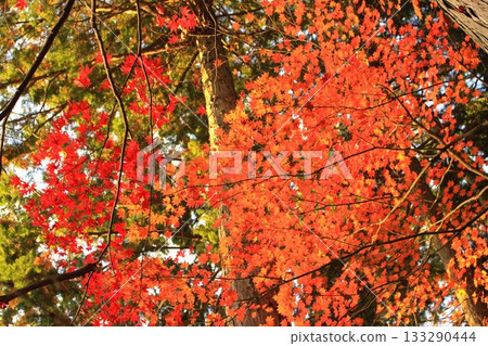 楓葉離開了紅葉 楓葉離開了紅葉 133290444