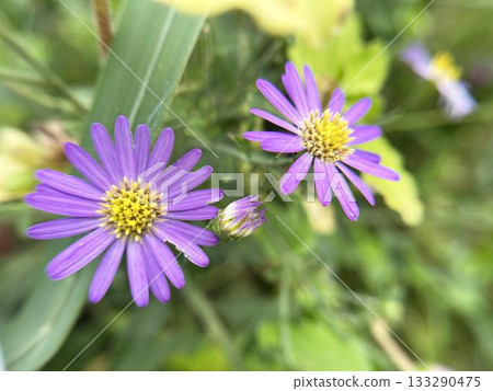 Close-up of daisies blooming in a flowerbed 133290475