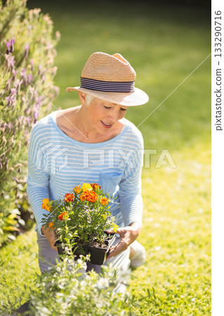 Senior woman in straw hat kneeling in backyard planting marigold plants from tray near lavender Senior woman in straw hat kneeling in backyard planting marigold plants from tray near lavender 133290716