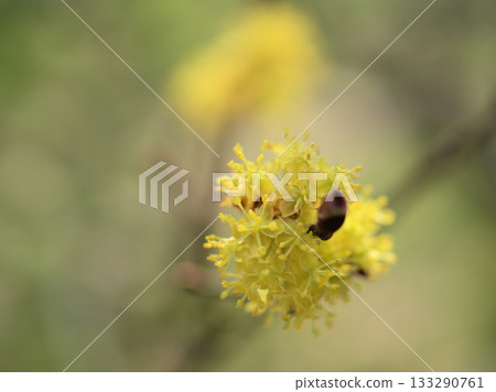 Dankobai flower blooming in March heralds the arrival of spring Dankobai flower blooming in March heralds the arrival of spring 133290761