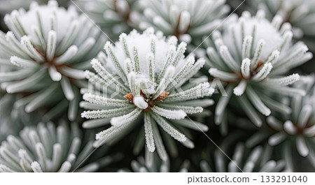 Frosty fir needles covered in delicate white snow, creating winter texture Frosty fir needles covered in delicate white snow, creating winter texture 133291040