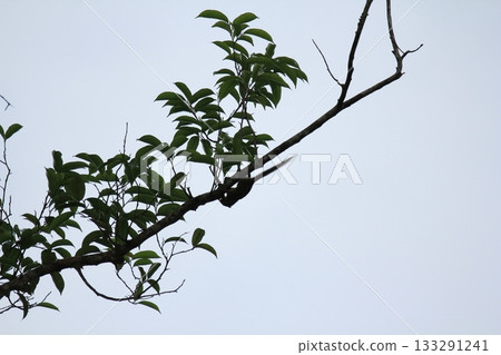 Squirrel on tree branch with green leaves on blue sky background. Natural background. Squirrel on tree branch with green leaves on blue sky background. Natural background. 133291241