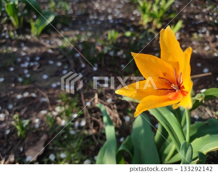 Blooming orange botanical tulip. Blooming flower with orange petals with green stem and leaves growing in ground on sunny spring evening. Selection breeding varietal flowers. Flower bed Blooming orange botanical tulip. Blooming flower with orange petals with green stem and leaves growing in ground on sunny spring evening. Selection breeding varietal flowers. Flower bed 133292142