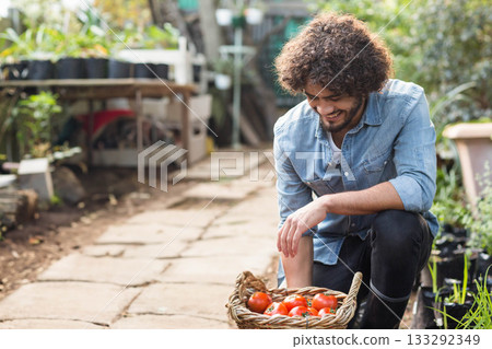 Man squatting in denim shirt on nursery walkway harvesting ripe tomatoes into wicker basket 133292349