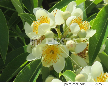 六月裡一棵美麗的盛開的山茶樹 133292580