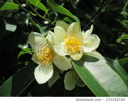 A beautiful flowering camellia tree in June A beautiful flowering camellia tree in June 133292584