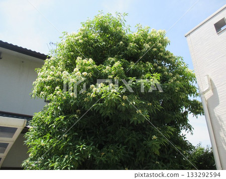 A beautiful flowering camellia tree in June A beautiful flowering camellia tree in June 133292594