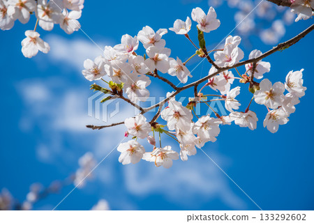 櫻花盛開，藍天白雲（岐阜縣養老公園） 133292602