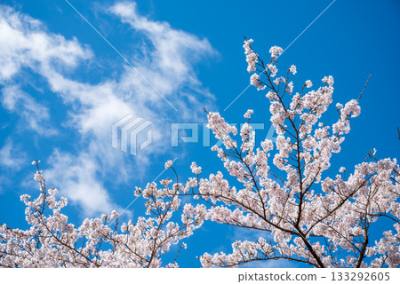 Cherry blossoms in full bloom and blue skies (Yoro Park, Gifu Prefecture) Cherry blossoms in full bloom and blue skies (Yoro Park, Gifu Prefecture) 133292605
