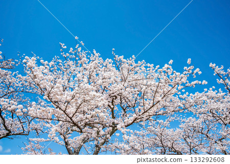 櫻花盛開，藍天白雲（岐阜縣養老公園） 133292608