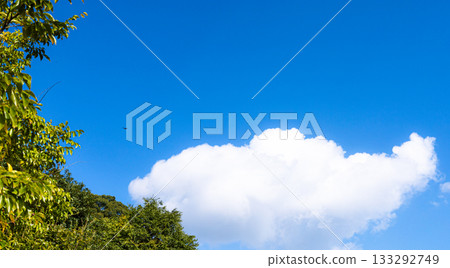 藍天、白雲、綠樹和鳥兒構成的簡單風景 133292749