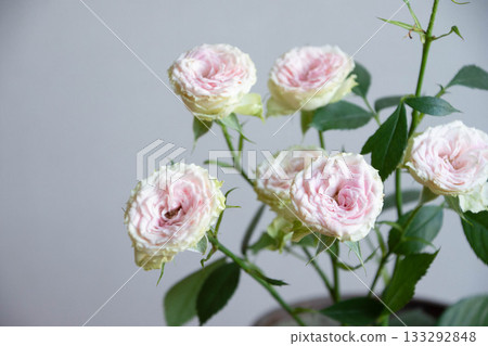 草莓Millefeuille 草莓Millefeuille 133292848