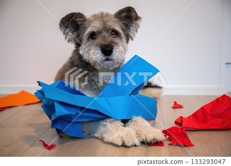 Playful dog tearing colorful paper sheets on wooden floor in bright modern home interior Playful dog tearing colorful paper sheets on wooden floor in bright modern home interior 133293047