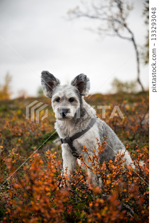 Curious dog on mountain trail in Kilpisjarvi, Lapland, Finland 133293048