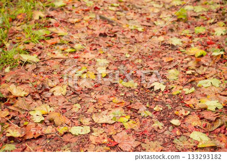 Peaceful autumn scene in forest Peaceful autumn scene in forest 133293182