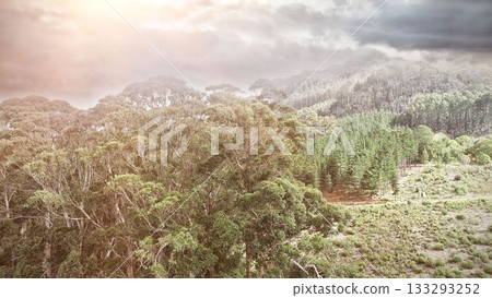 Aerial forest view covered by clouds 133293252
