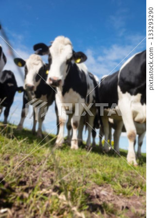 Low angle view of cows on agricultural field Low angle view of cows on agricultural field 133293290