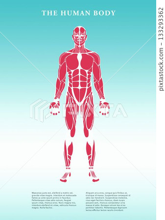 Human body muscles over white background Human body muscles over white background 133293362