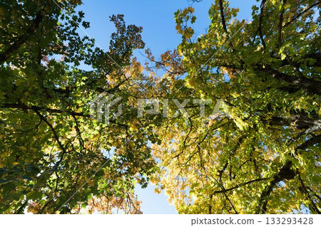 Low angle view of tree against blue sky 133293428