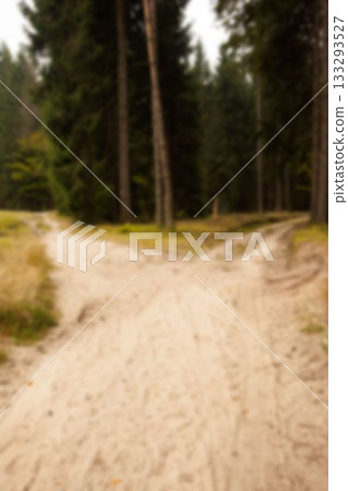 Empty footpath by trees in forest Empty footpath by trees in forest 133293527