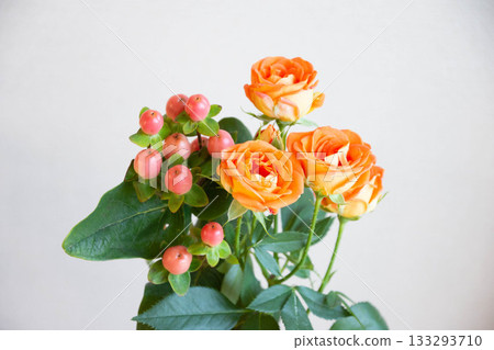 Rose and Hippelica Rose and Hippelica 133293710