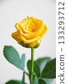 Yellow rose Yellow rose 133293712