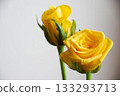Yellow roses Yellow roses 133293713